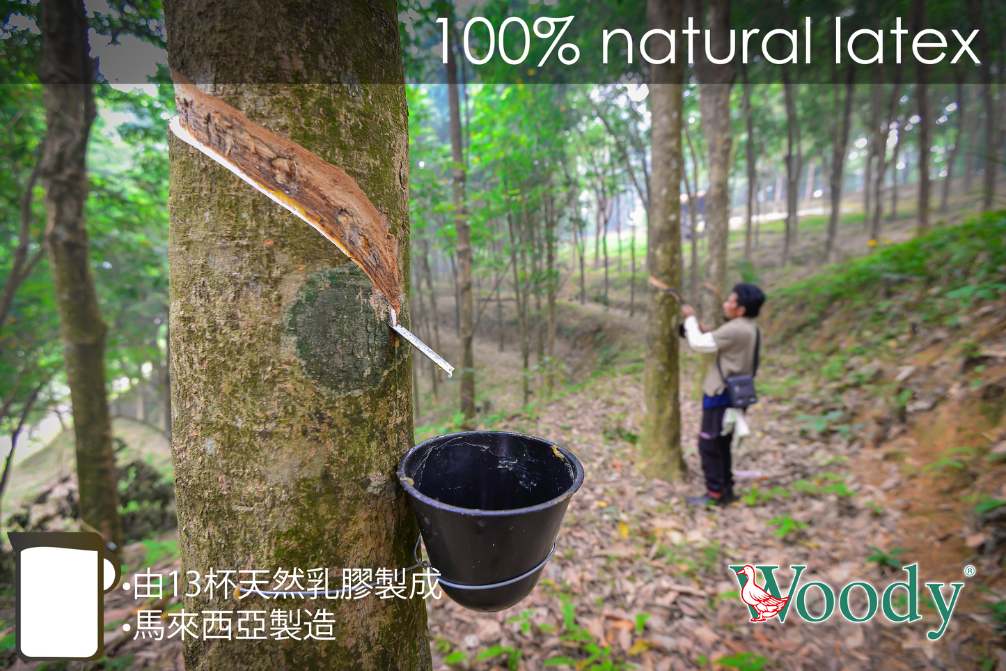 100% 全天然皇牌乳膠枕頭
